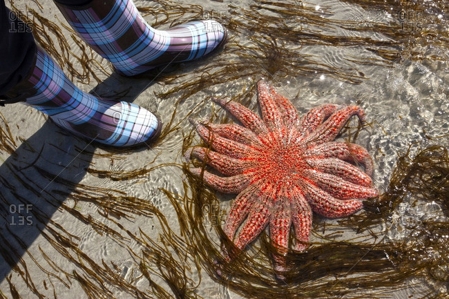 Sunflower Seastar ( Pycnopodia helianthoides ) and Boots, Klahanie Drive Beach, Low Tide, Sliammon First Nations Lands, Powell River, Strait of Georgia, Sunshine Coast, B.CCanada