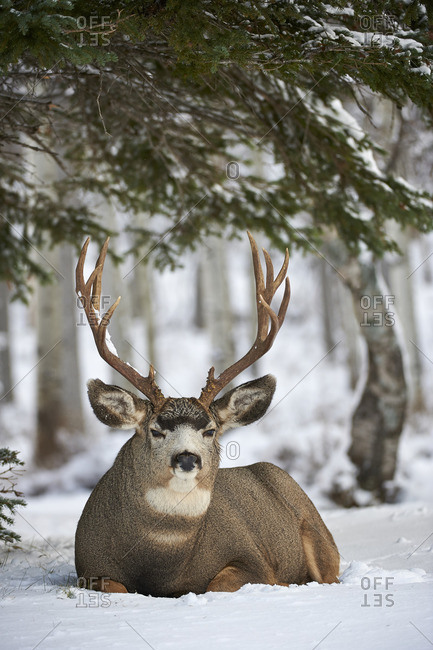 mule deer canadian
