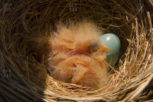 robin bird nest