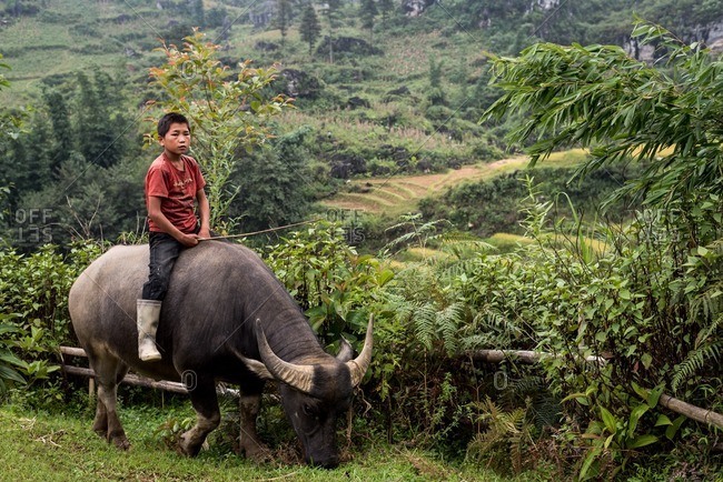 Mu Cang Chai, Vietnam - January 13, 2017: Vietnamese boy riding an ox while pasturing it.