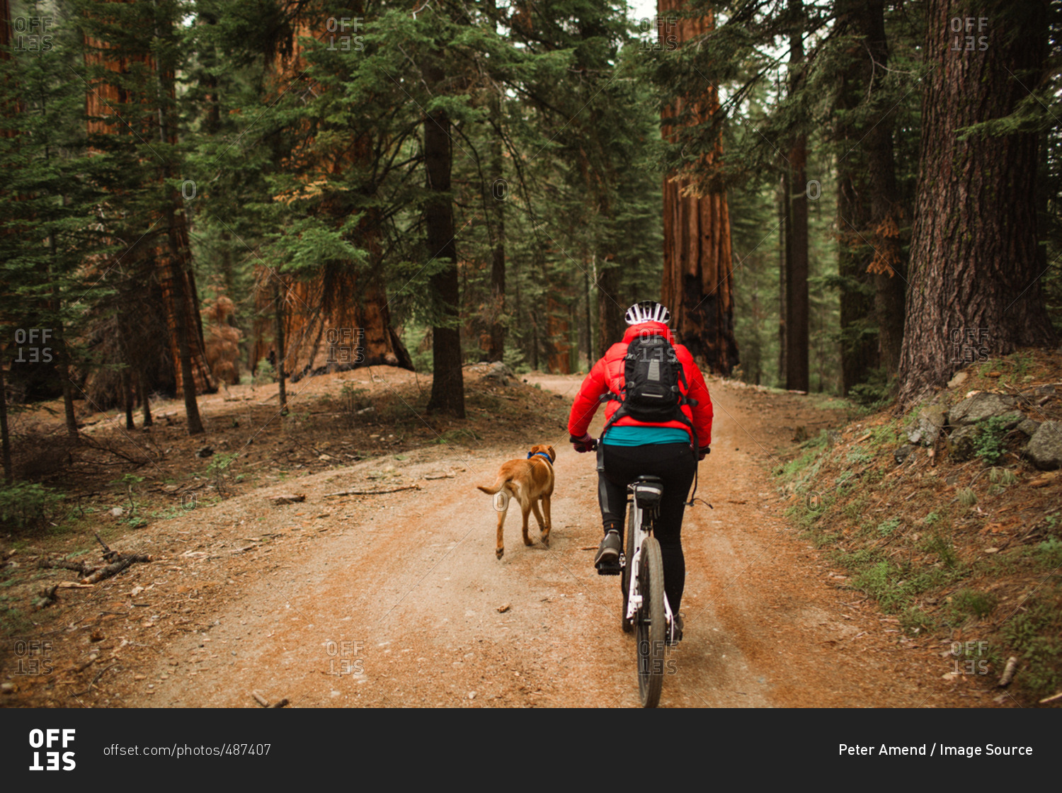 Pet dog running alongside cyclist, Sequoia National Park, California, USA