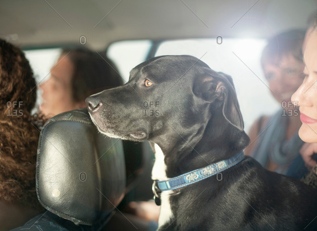 Portrait of dog in car on the road with adult friends