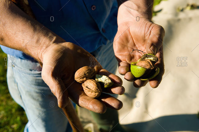 Man harvesting walnuts, holding walnuts and husks in his hands