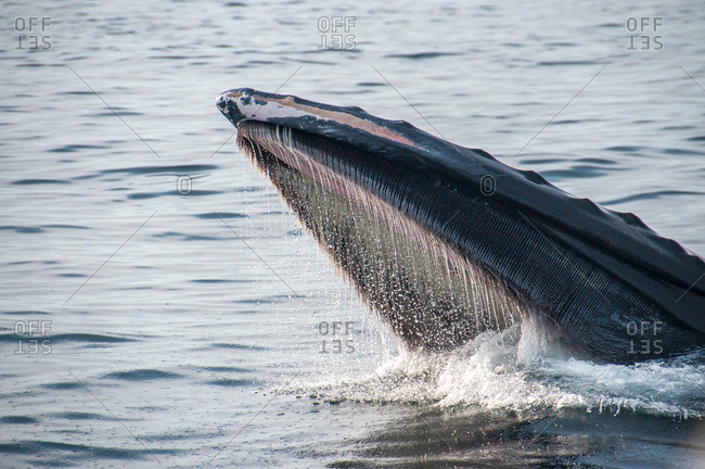 Humpback whale feeding on water surface, Provincetown, Massachusetts, USA