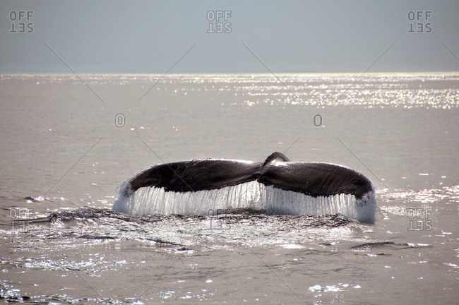 Humpback whale tail on water surface, Provincetown, Massachusetts, USA