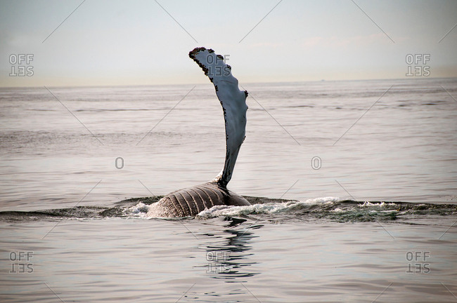 Humpback whale flipper on water surface, Provincetown, Massachusetts, USA