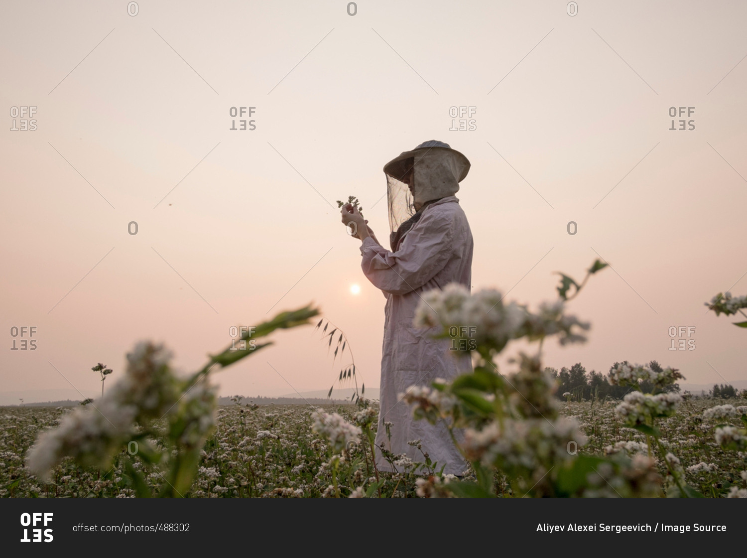 Female beekeeper inspecting plant in flower field at dusk, Ural, Russia