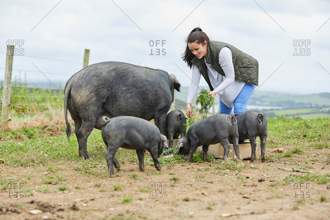 Woman on farm feeding pig and piglets