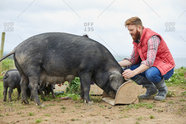 Man on farm feeding pig and piglets