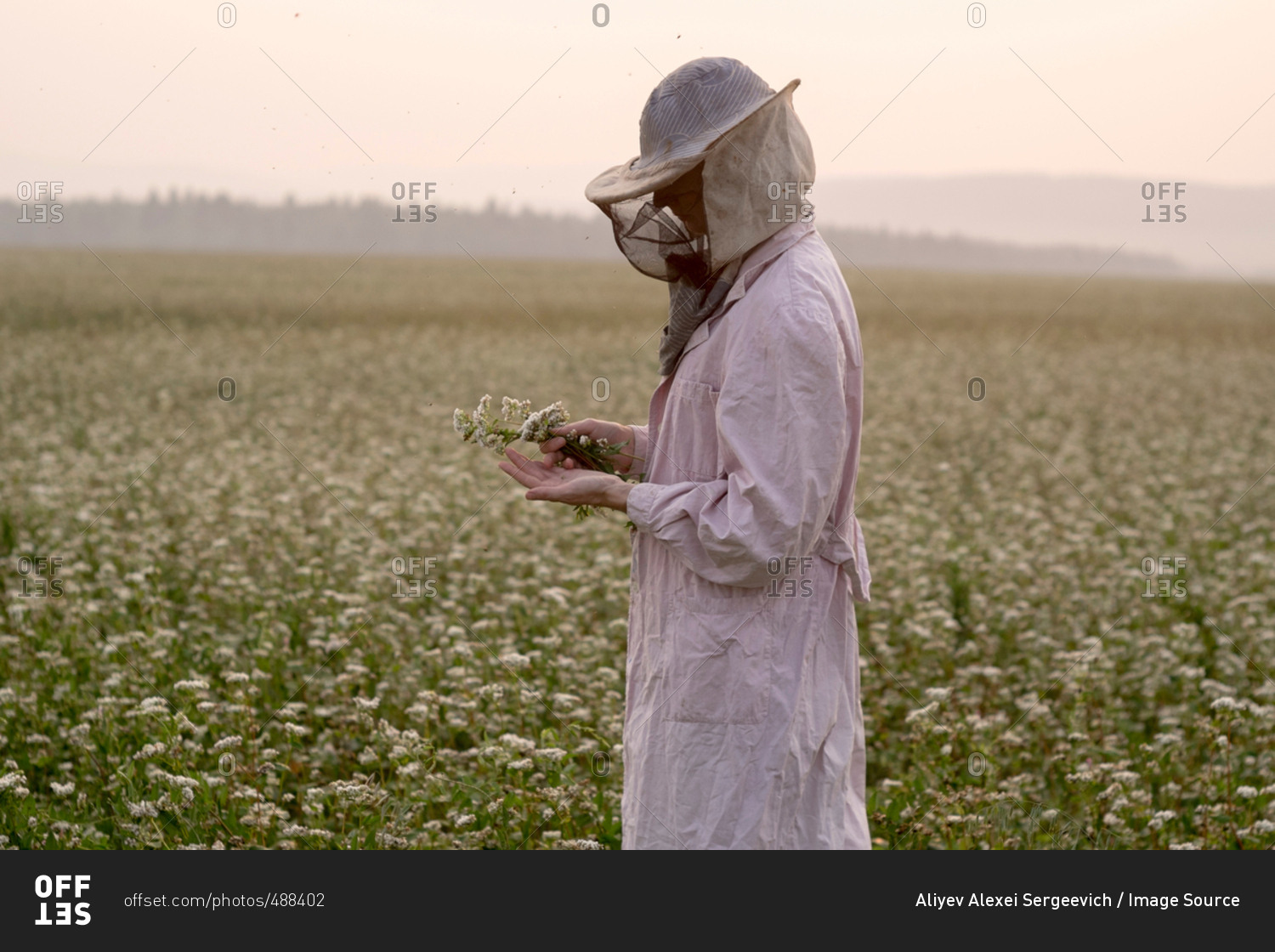 Female beekeeper inspecting plant in flower field, Ural, Russia