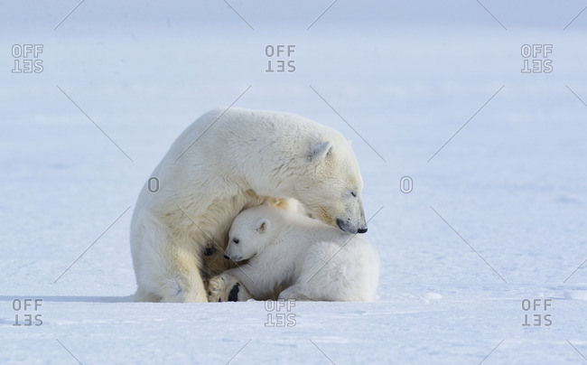 Mother Polar bear and cub settling in for nap time or nursing