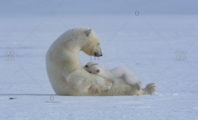 Mother Polar bear with nursing cubs