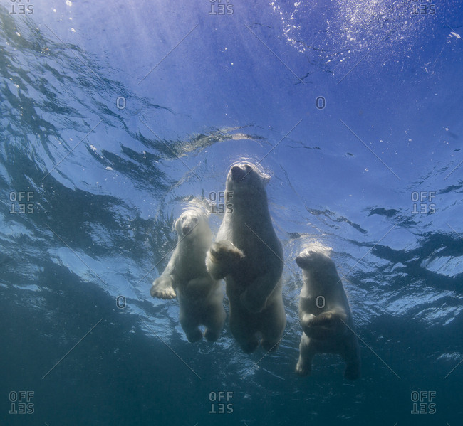 Swimming polar bears, mother and two cubs