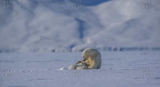Naptime for mother Polar bear and cubs