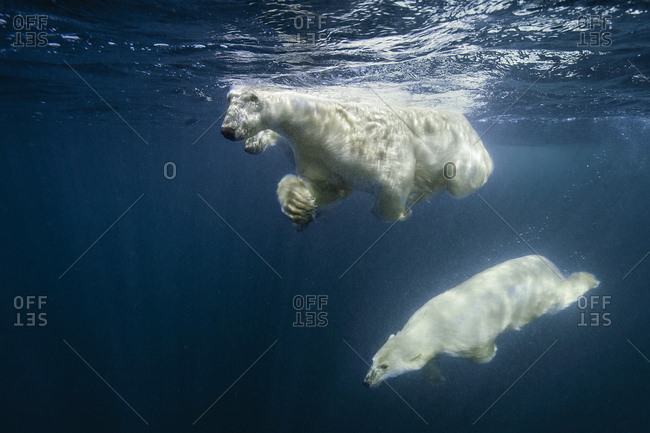 Swimming polar bears, mother and two cubs. Young cub diving downward