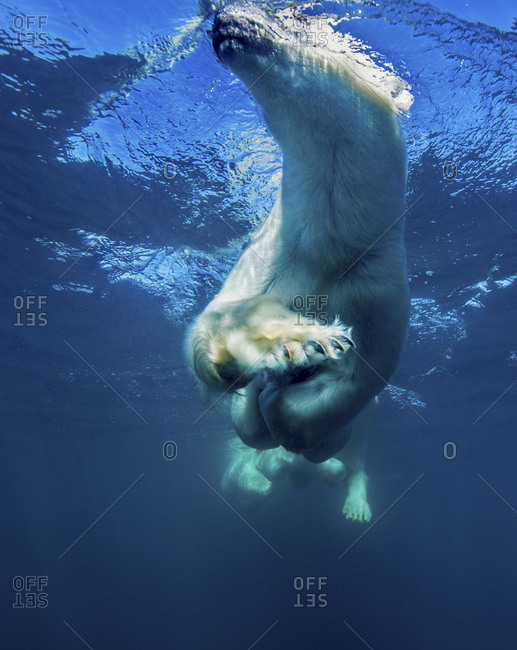 Underwater view of swimming polar bear