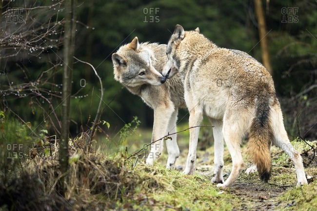 Two wolves sniff each other's noses.