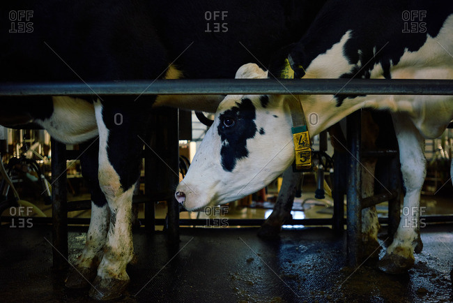 Close-up of black and white dairy cow standing in cowshed with other cattle and waiting for milking on automatic machine
