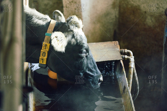 Profile view of Holstein cow in yellow collar bending down to feeding bunk and drinking water from it