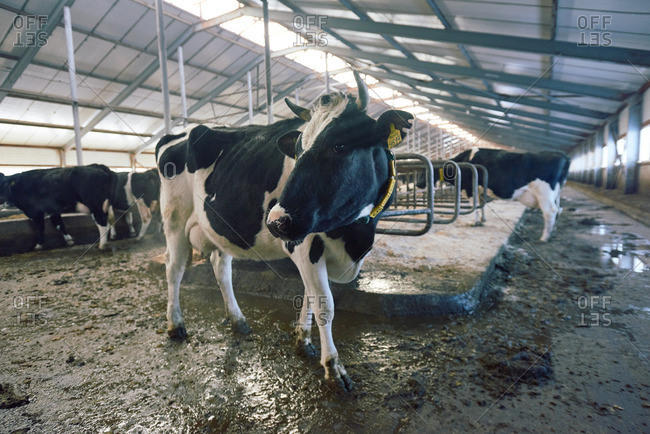 Portrait of Holstein cow with big black eyes standing in cowshed