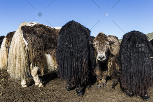 Some yaks in the Mongolian steppe, Mongolia