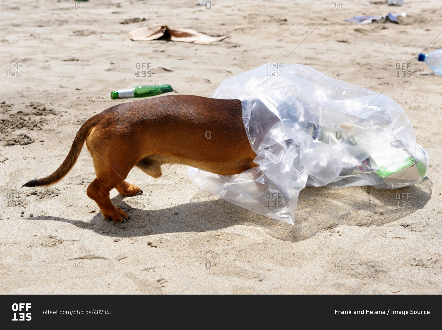 Dog with head in garbage bag