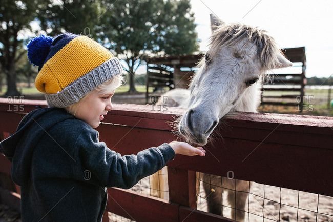 Little boy feeding a pony at a petting zoo