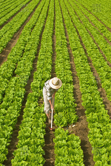 Worker in lettuce field