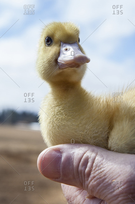 Close-up of hand holding yellow fuzzy duckling