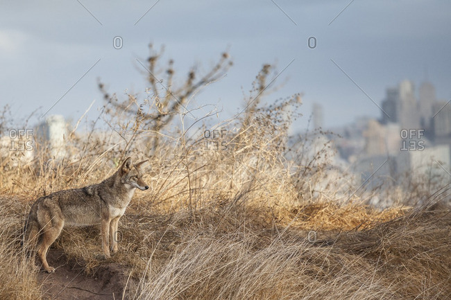 Coyote on hillside in Bernal Heights, San Francisco