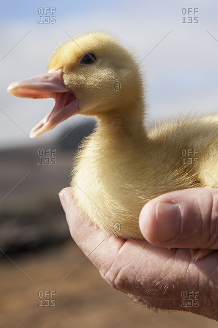 Cute fuzzy duckling quacking