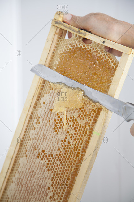 Removing Honey From Honeycomb Offset Stock Photo Offset