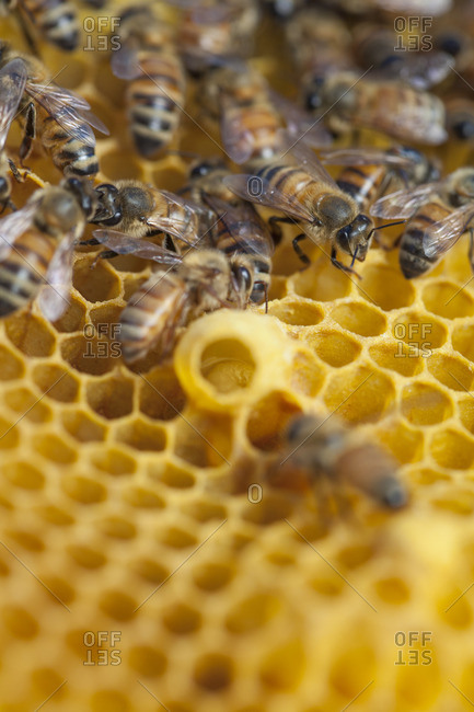 Close up of bees on honeycomb