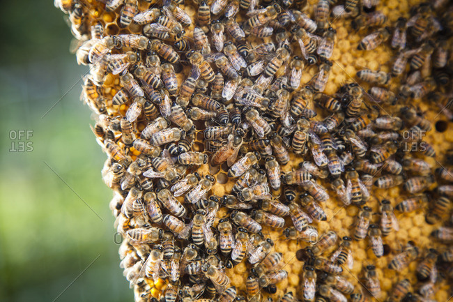 Bee swarming crawling on honeycomb