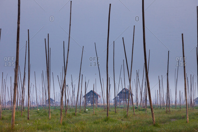 The marshes of Inle Lake, Myanmar. Small houses on stilts, and tall poles upright in the marsh landscape.
