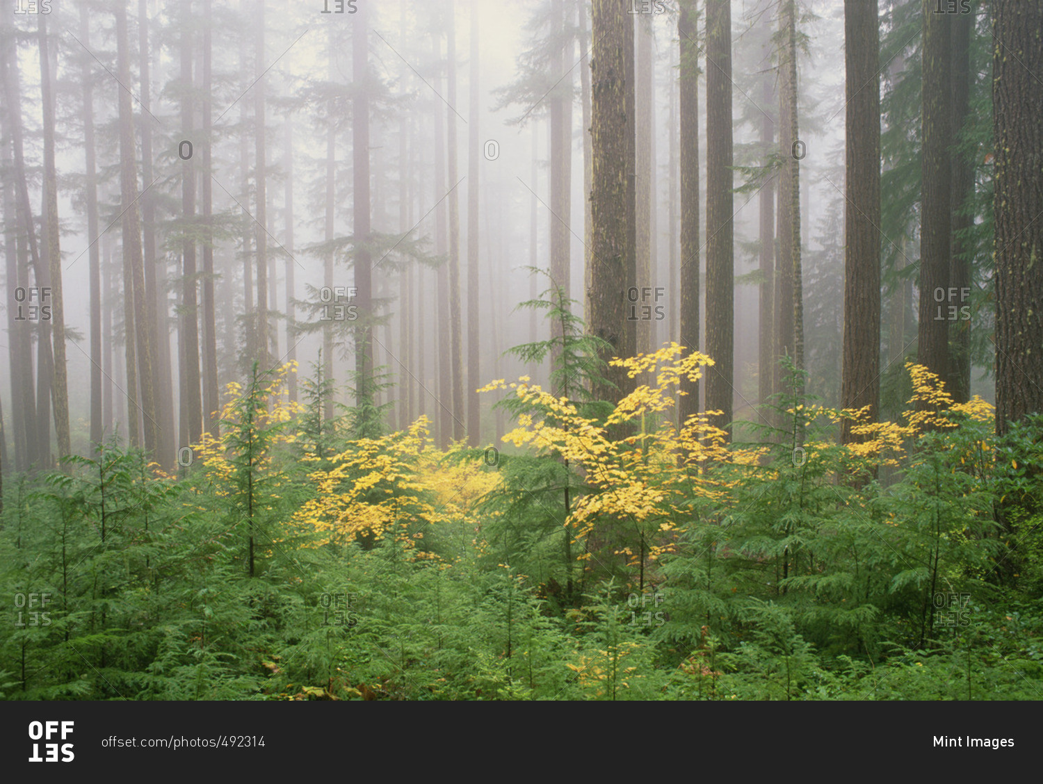 Hemlock and vine maple trees in the Umpqua National Forest. Green and yellow foliage.