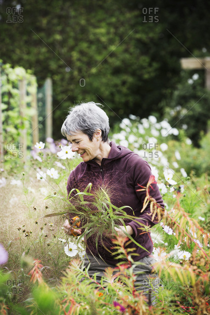 A mature woman in a flowering bed, cutting flowers for arrangements. An organic flower nursery.