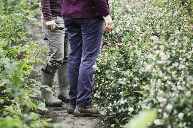 Two people standing in the flowering cutting beds at an organic flower nursery.