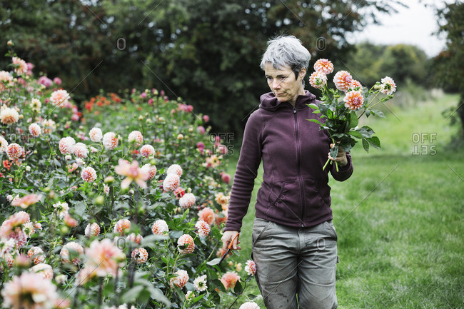 A woman picking flowers, peach colored dahlias, in a flowering bed at an organic flower nursery.