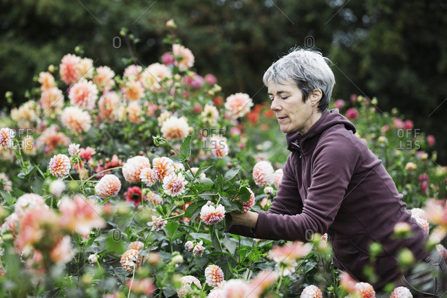 A woman picking flowers, peach colored dahlias, in a flowering bed at an organic flower nursery.
