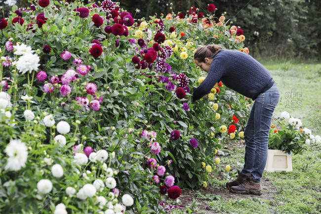 A woman working in an organic flower nursery, cutting flowers for flower arrangements and commercial orders.