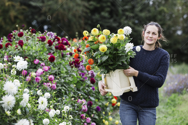 A woman working in an organic flower nursery, cutting flowers for flower arrangements and commercial orders.