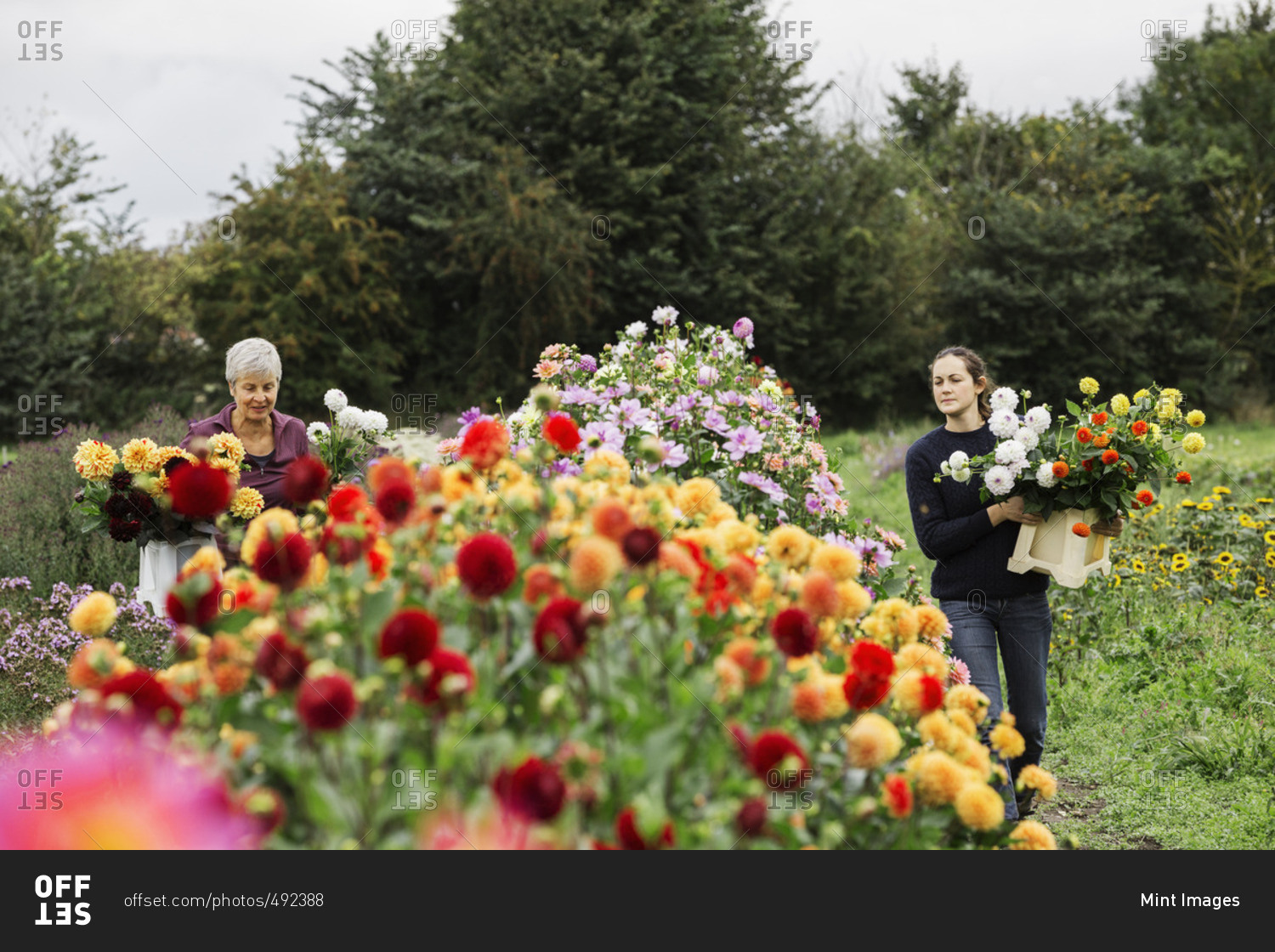 Two people working in an organic flower nursery, cutting flowers for flower arrangements and commercial orders.