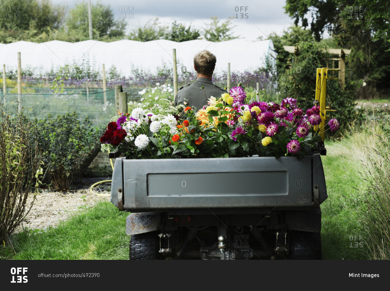 A man driving a small garden vehicle along the path between flowerbeds, loaded with cut flowers