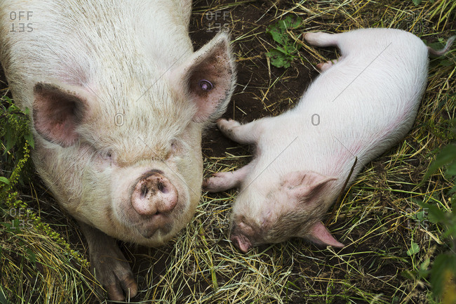 Pigs raised in free range open air conditions on a farm.