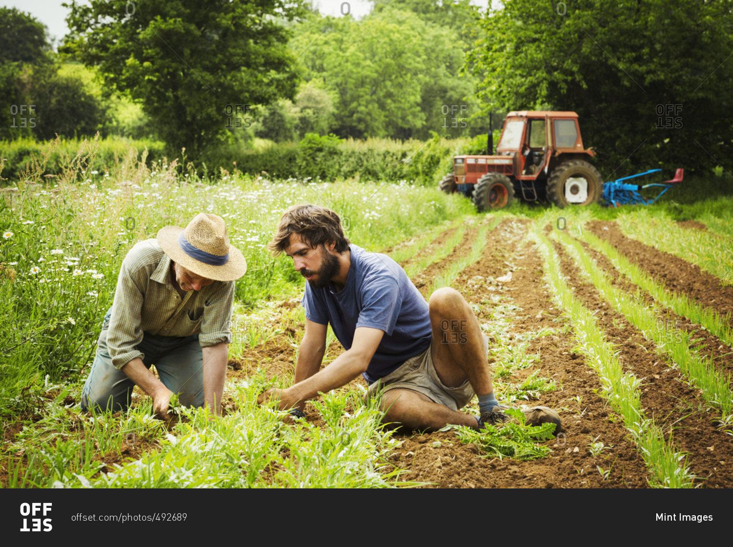 Two men tending rows of small plants in a field.