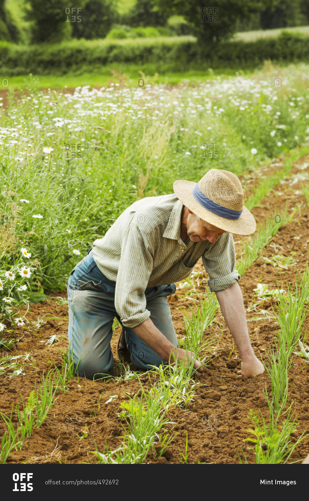 A man kneeling down tending a row of small plants in a field. stock ...