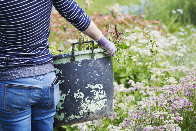 A woman carrying a large garden bucket through flowers in a flowering bed.