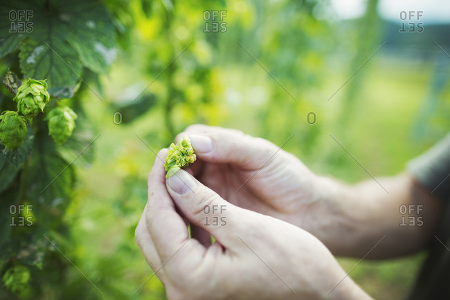 Man standing outdoors, picking hops from a tall flowering vine with green leaves and cone shaped flowers, for flavoring beer.