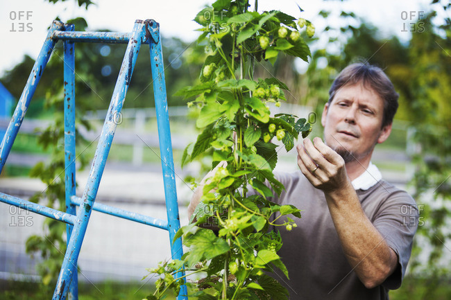 Man standing outdoors, picking hops from a tall flowering vine with green leaves and cone shaped flowers, for flavoring beer.